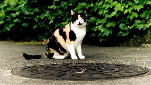 projektowanie stron internetowych Piła